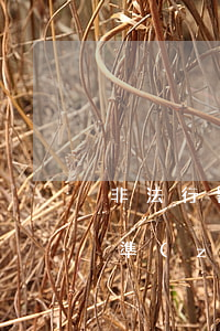 非法行醫(yī)罪的立案標(biāo)準(zhǔn)