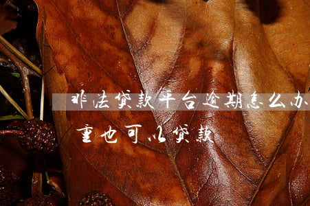 非法贷款平台逾期怎么办(什么平台逾期很严重也可以贷款)
