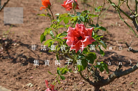 非法集資二千萬(wàn)罪判多少年(非法集資兩千萬(wàn)判幾年)