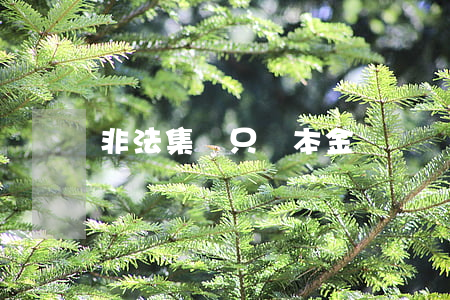 非法集資只還本金嗎
