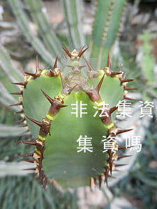 非法集資找律師有用嗎(集資打官司屬于非法集資嗎)
