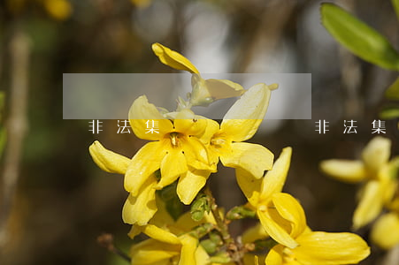 非法集資賠償標準(非法集資標準是多少錢)
