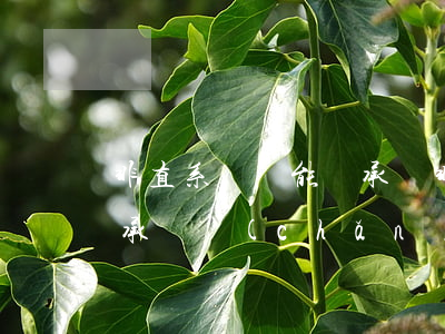 非直系親屬能繼承嗎(非直系親屬怎么合法繼承財產(chǎn))