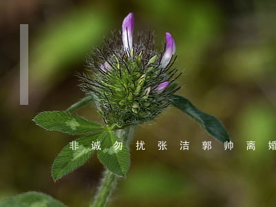非诚勿扰张洁郭帅离婚