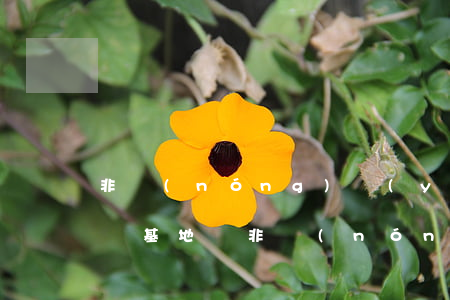 非農(nóng)業(yè)戶口可以繼承莊基地嗎(非農(nóng)可以繼承宅基地)