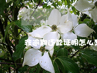 非逾期还款证明怎么写(非恶意逾期还款证明)