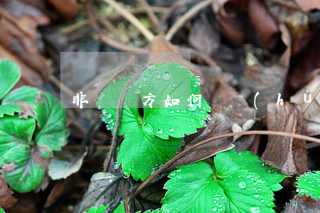 非違約方如何維護(hù)自己的利益