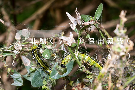 非醫(yī)保用藥費(fèi)用，商業(yè)險(xiǎn)公司應(yīng)予理賠