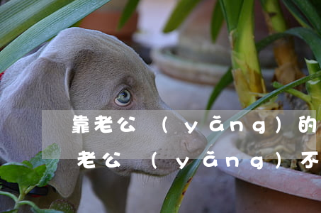 靠老公養(yǎng)的女人離婚了怎么辦(老公養(yǎng)不起我,我該離婚嗎?)