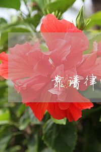 靠谱律师怎么找(如何找靠谱律师)