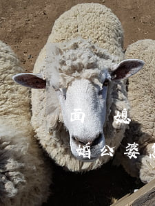 面對媳婦兒子離婚該怎么辦(兒子和媳婦鬧離婚公婆怎么辦)