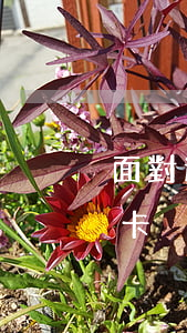 面對逾期兩年的信用卡(面對逾期兩年的信用卡)