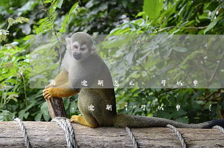 面臨逾期怎么辦可以申請(qǐng)分期嗎-逾期了可以申請(qǐng)分期嗎