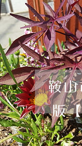 鞍山市揚塵污染防治條例2023最新修正版【全文】