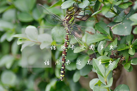 韓國信用卡逾期多久會(huì)黑名單(韓國信用卡逾期多久會(huì)黑名單呢)