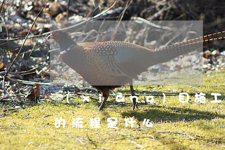 項(xiàng)目施工招標(biāo)的流程是什么