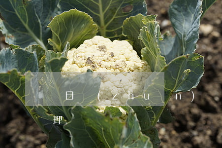 項目轉(zhuǎn)讓合同糾紛該怎么處理