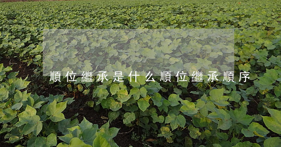 順位繼承是什么(順位繼承順序)