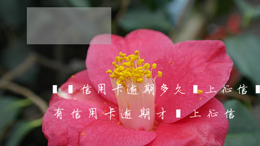 順豐信用卡逾期多久會上征信嗎-是不是只有信用卡逾期才會上征信