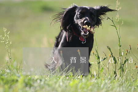順豐入職背景調(diào)查信用卡逾期