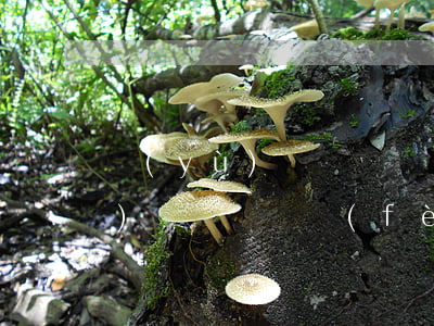 預(yù)備黨員黨費(fèi)(預(yù)備黨員黨費(fèi)繳納和正式黨員一樣嗎)