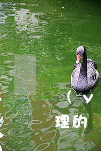 預(yù)售許可證(預(yù)售許可證辦理的條件)