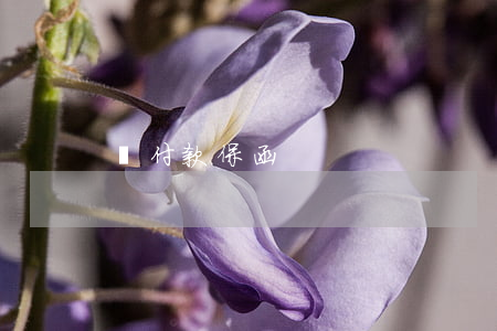 預付款保函