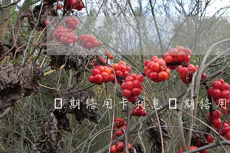 預期信用卡利息(預期信用卡利息怎么算)