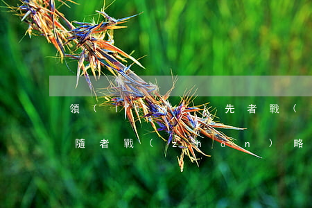 領(lǐng)先者戰(zhàn)略和跟隨者戰(zhàn)略的相關(guān)內(nèi)容