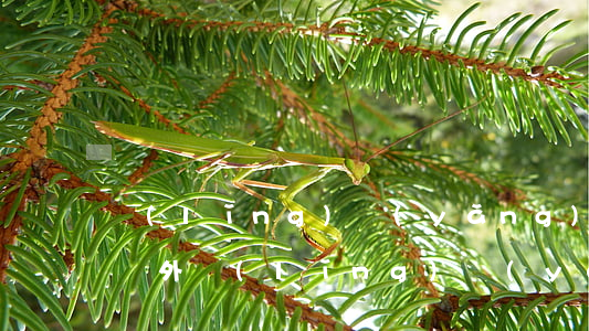 領(lǐng)養(yǎng)孩子的條件(國外領(lǐng)養(yǎng)孩子的條件)