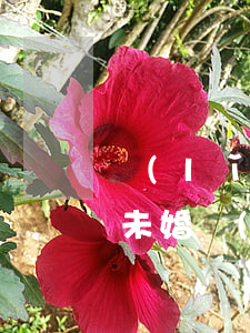領(lǐng)養(yǎng)孩子的條件(未婚領(lǐng)養(yǎng)孩子的條件)