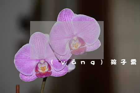 領養(yǎng)孩子需要什么條件