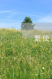 頻繁使用信用卡但從未逾期(信用卡逾期)