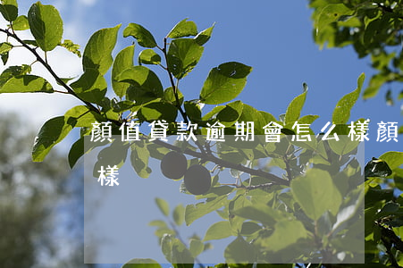 顏值貸款逾期會怎么樣(顏值貸款逾期會怎么樣)