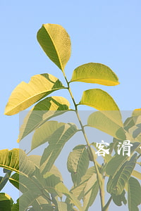 顧客滑倒摔傷責任怎么劃分