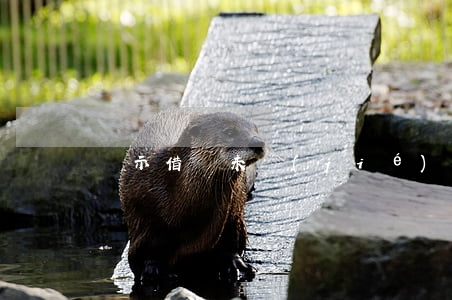 顯示借唄未結(jié)清但未逾期