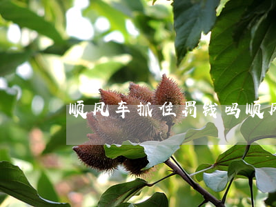 顺风车抓住罚钱吗(顺风车被罚一万)
