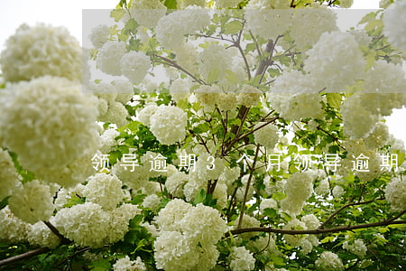 领导逾期3个月 领导逾期3个月