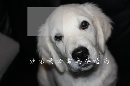 领结婚证需要体检吗