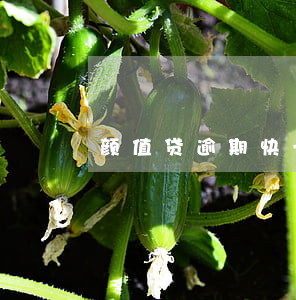颜值贷逾期快一年多（颜值贷逾期两年）