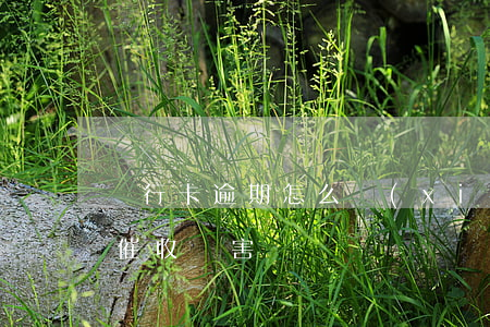 飛行卡逾期怎么協(xié)商(飛行卡逾期催收厲害嗎)