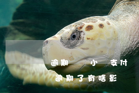 飛豬逾期會從小號支付寶上扣除嗎-支付寶飛豬逾期了有啥影響