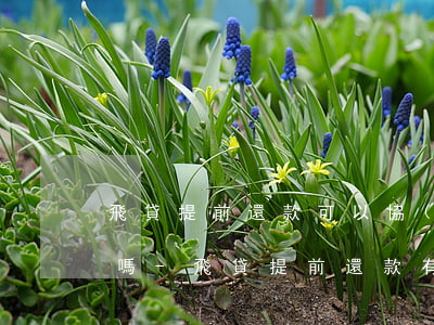 飛貸提前還款可以協(xié)商減免利息嗎-飛貸提前還款有利息嗎
