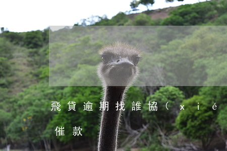 飛貸逾期找誰協(xié)商還款(飛貸如何催款)