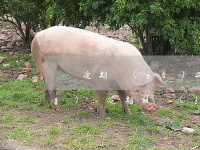 飛貸逾期發(fā)二次律師函(網(wǎng)貸逾期被發(fā)律師函)