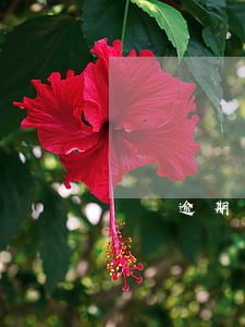 飛貸逾期還款后不能用(飛貸可以延期還款嗎)