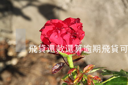 飛貸還款還算逾期(飛貸可以延期還款嗎)
