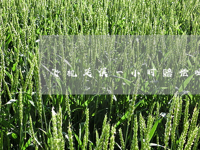 飞机延误一小时赔偿吗