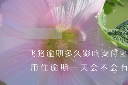 飞猪逾期多久影响支付宝(支付宝飞猪酒店信用住逾期一天会不会有影响)