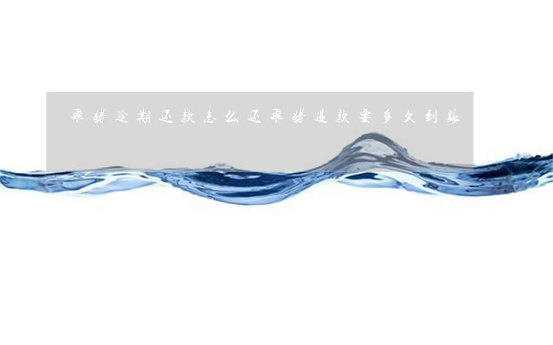 飞猪逾期还款怎么还(飞猪退款要多久到账)